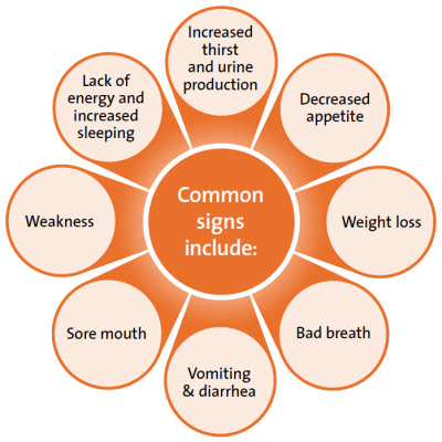 kidney failure symptoms like sleepless vomiting weight loss bad breadth sore mouth  weakness increased urination