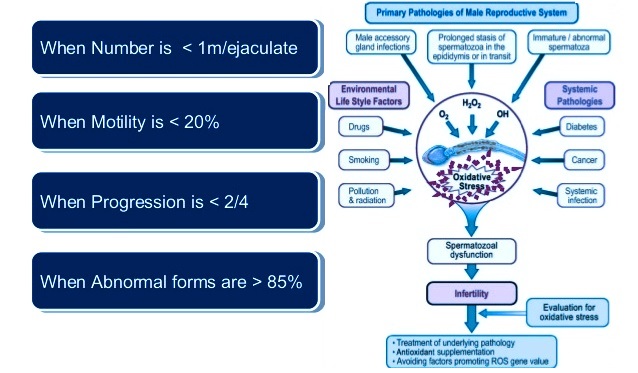 Male infertilty causes & natural homeopthic way to increase sperm