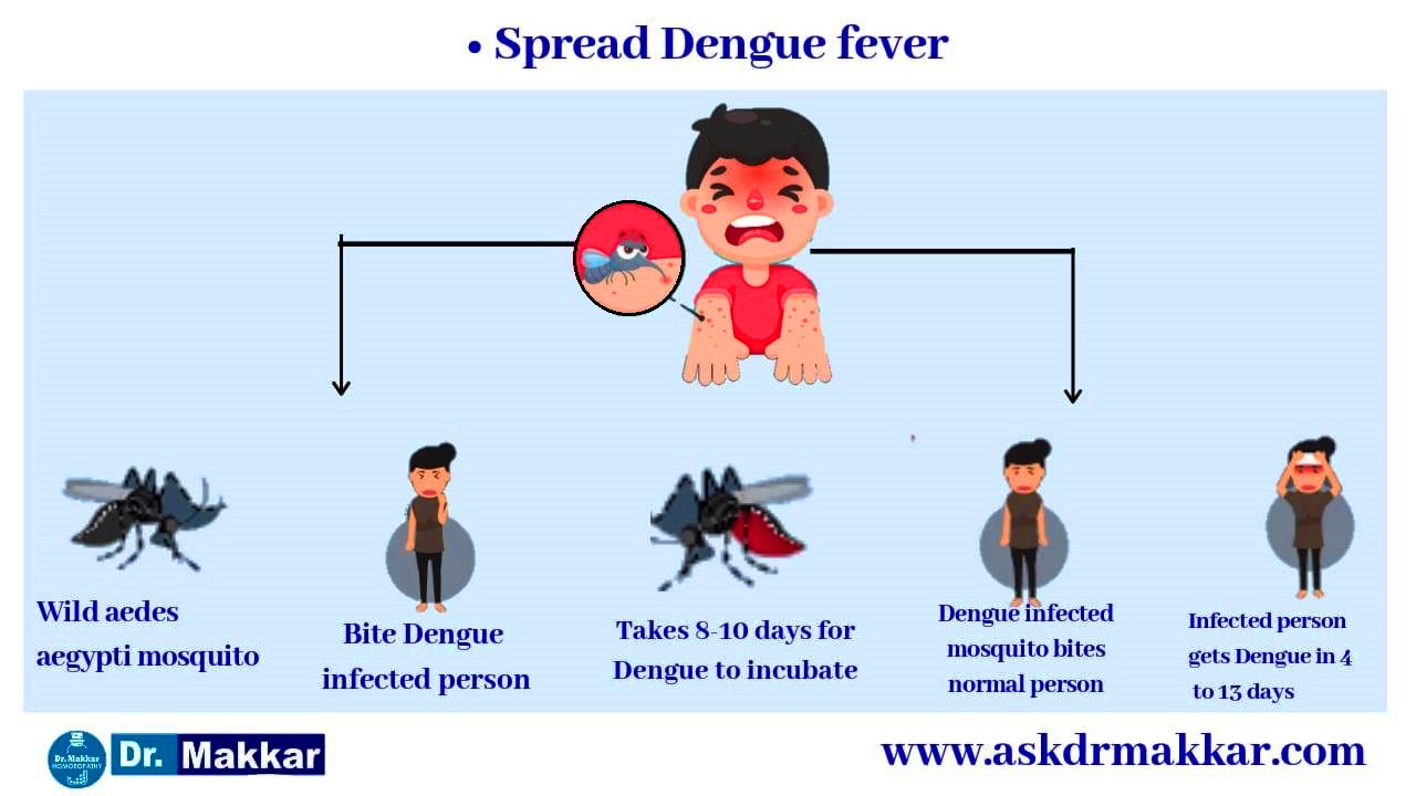 Dengue Causes || डेंगू बुखार के कारण