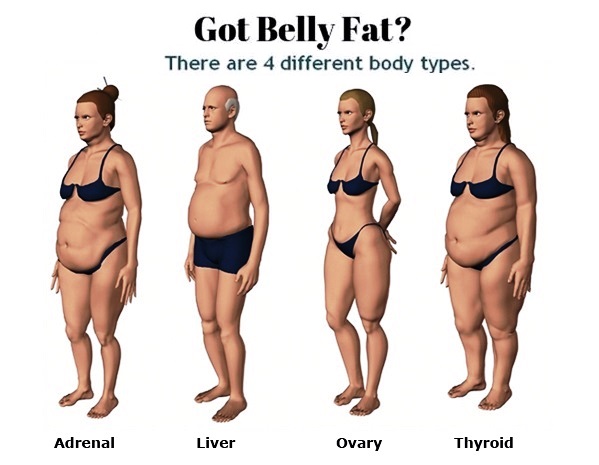 Different type of Belly in Obesity Weigh gain cases Got belly fat check whether its is liver adrenal