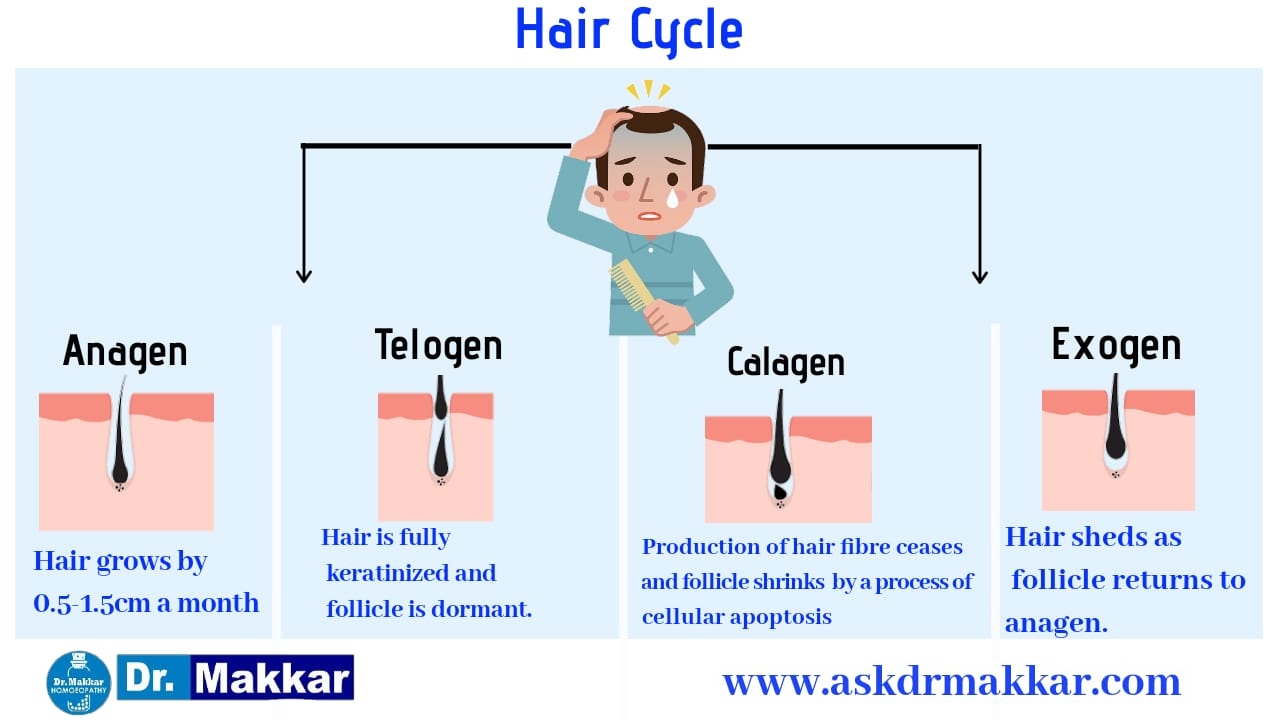 Hair Cycle Human