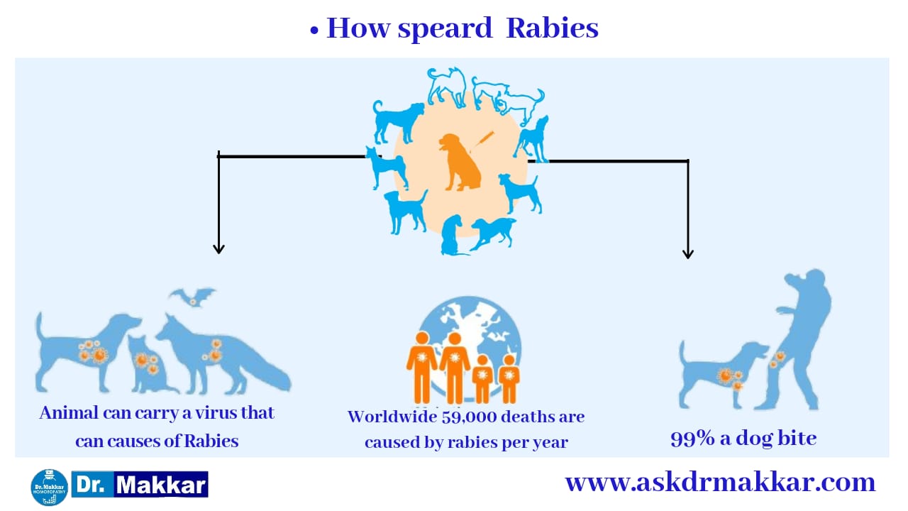 How Rabies Spread 