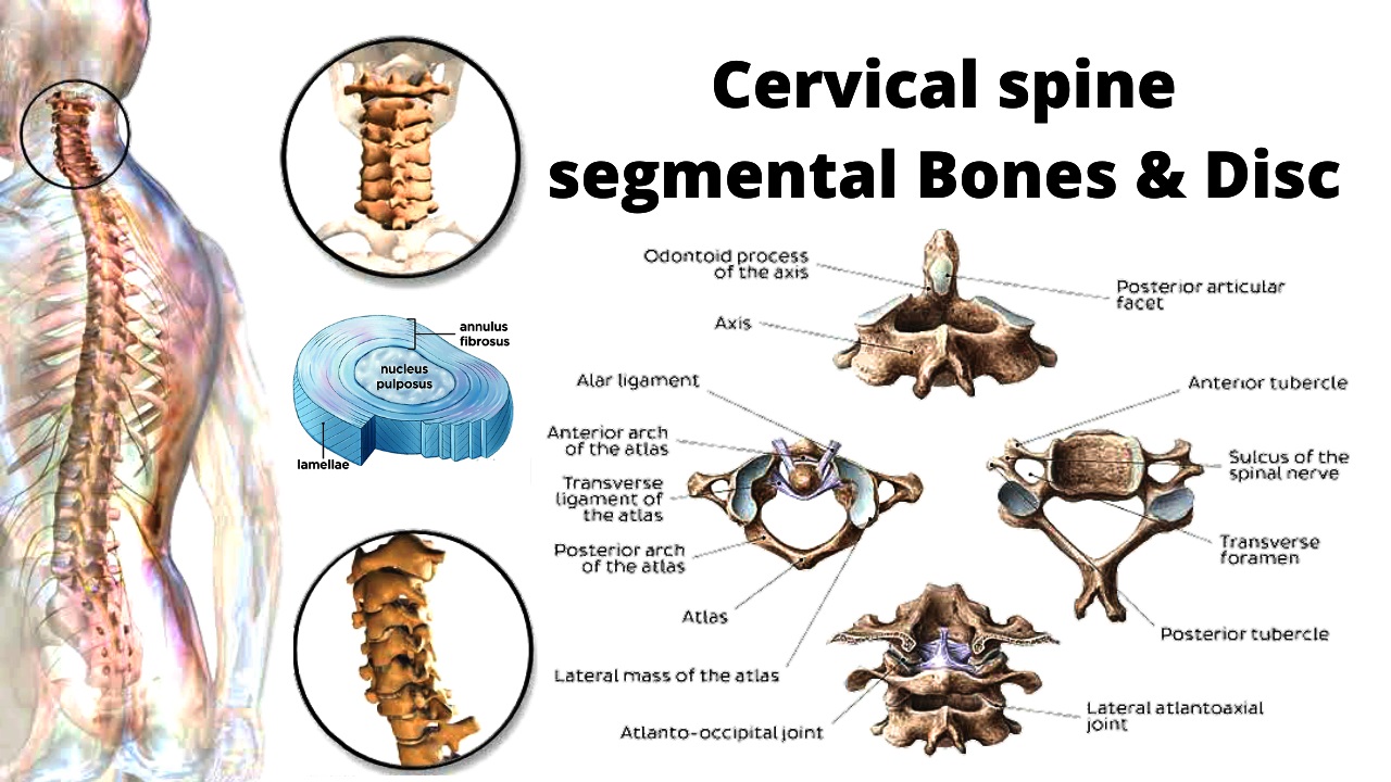 Cervical Spine basic Anatomy of bones & discs || हड्डियों और डिस्क की सरवाइकल स्पाइन बेसिक एनाटॉमी शरीर-रचना