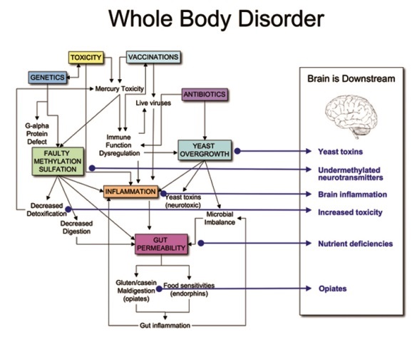 Autism Brain Body disorder linked with leaky gut vaccination