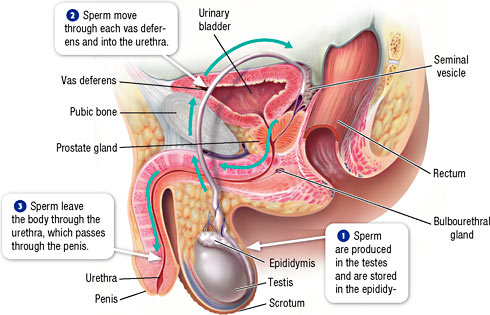 Sperm production passage ejaculation process how this occur detailed picture