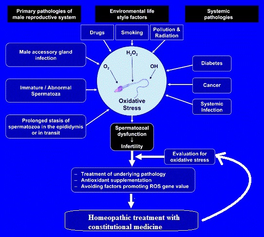 Spermatogenesis effect cause role of homeopathy in correction of Azospermia