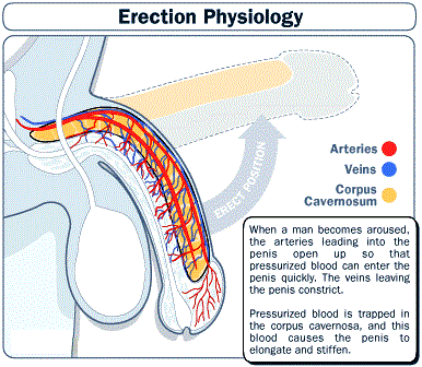 How erection occur