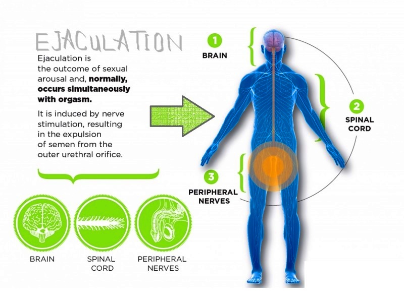 How ejaculation occur