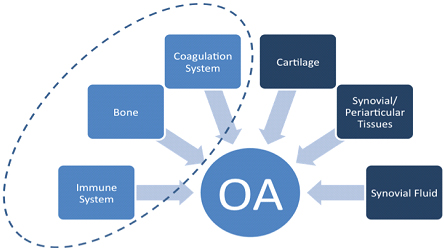 Osteoarthritis causes