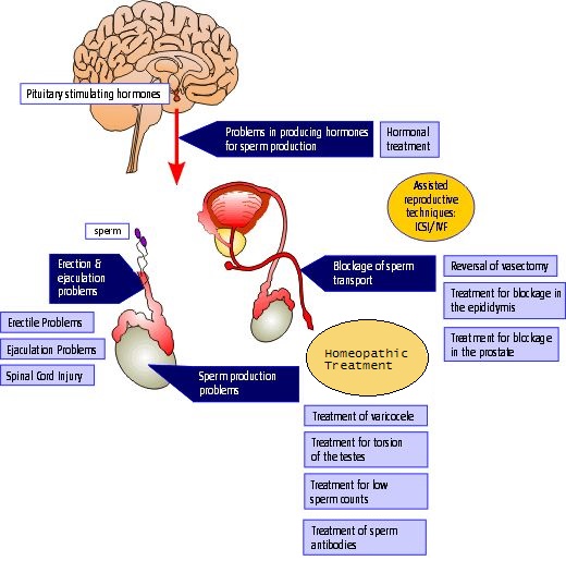 Homeopathic scope of spermatogenesis in case of Azospermia schmatic explanation